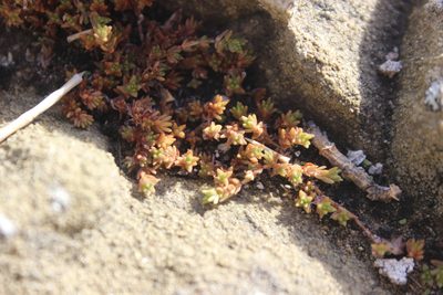 Crassula moschata, photographed by Joe Dillon