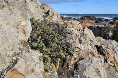 Pimelea prostrata, photographed by Joe Dillon