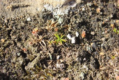 Colobanthus muelleri, photographed by Joe Dillon