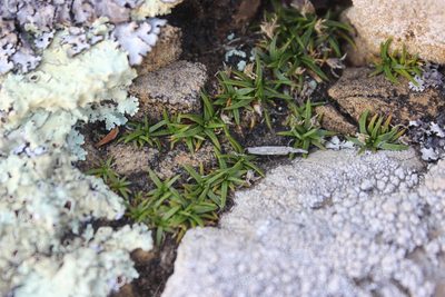 Colobanthus muelleri, photographed by Joe Dillon