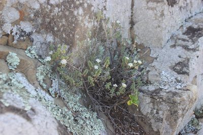 Pimelea prostrata, photographed by Joe Dillon