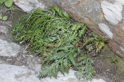 Asplenium appendiculatum, photographed by Joe Dillon