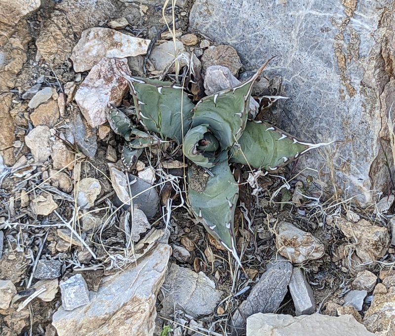 Agave utahensis, photographed by Tom and T Herman
