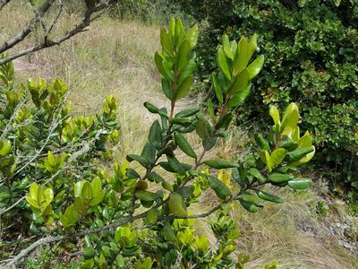 Myrceugenia correifolia, photographed by Cesar Ormazabal