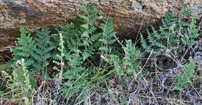 Myriopteris covillei, photographed by Laura Gaudette