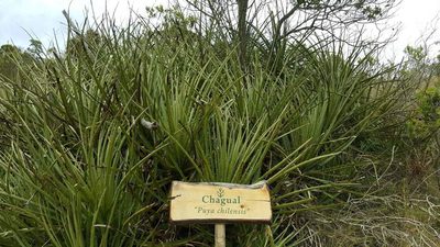 Puya chilensis, photographed by Cesar Ormazabal