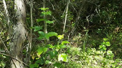 Ribes punctatum, photographed by Cesar Ormazabal
