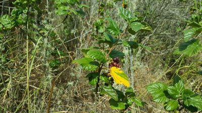 Ribes punctatum, photographed by Cesar Ormazabal