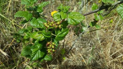 Ribes punctatum, photographed by Cesar Ormazabal