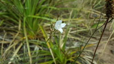 Wahlenbergia linarioides, photographed by Cesar Ormazabal