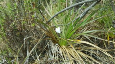Wahlenbergia linarioides, photographed by Cesar Ormazabal