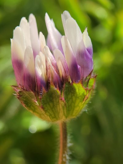Trifolium grayi, photographed by Alex Heyman