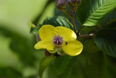 Dillenia excelsa, photographed by Jay Pruett