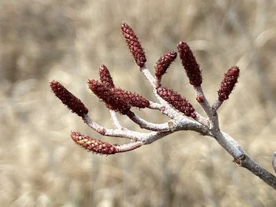 Alnus serrulata, photographed by ragbird