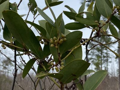 Smilax laurifolia, photographed by ragbird