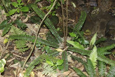 Cranfillia fluviatilis, photographed by Joe Dillon