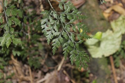 Asplenium hookerianum, photographed by Joe Dillon