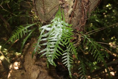 Dendroconche scandens, photographed by Joe Dillon