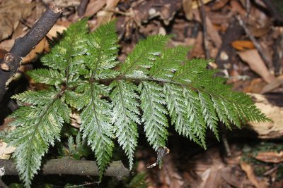 Lastreopsis hispida, photographed by Joe Dillon