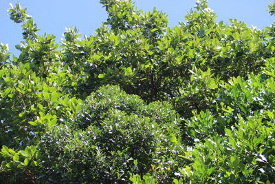 Griselinia lucida, photographed by Joe Dillon