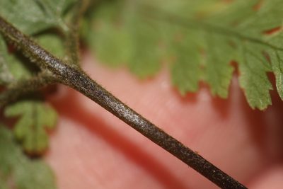 Parapolystichum microsorum, photographed by Joe Dillon