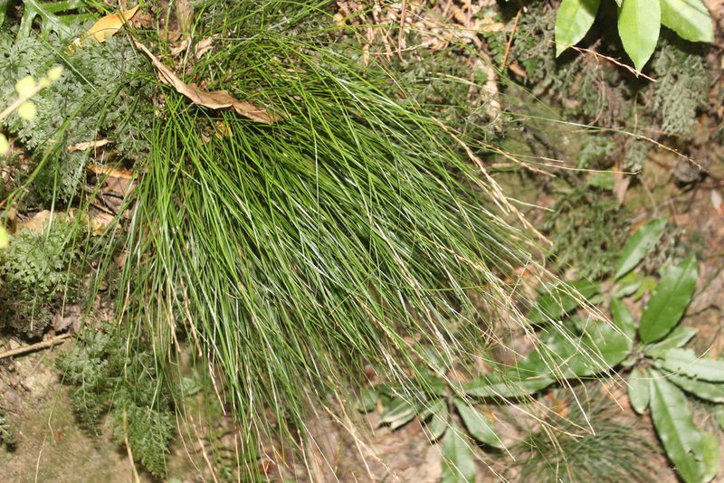 Carex banksiana, photographed by Joe Dillon