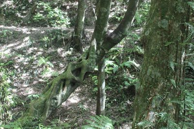 Beilschmiedia tawa, photographed by Joe Dillon