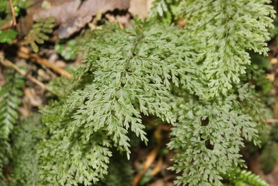 Hymenophyllum demissum, photographed by Joe Dillon