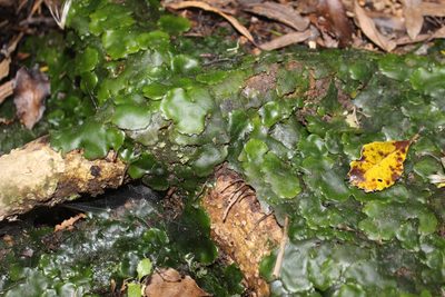 Monoclea forsteri, photographed by Joe Dillon