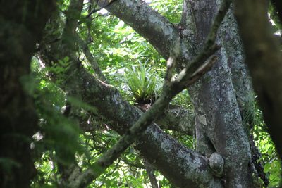 Astelia hastata, photographed by Joe Dillon