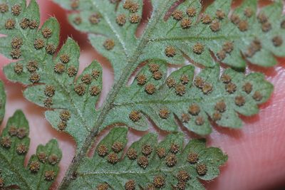 Lastreopsis velutina, photographed by Joe Dillon