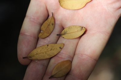 Metrosideros robusta, photographed by Joe Dillon