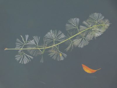 Cabomba caroliniana, photographed by Jade Fortnash