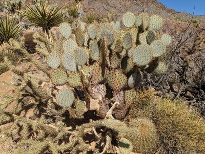Opuntia chlorotica, photographed by Tom and T Herman