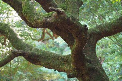 Quercus acuta, photographed by harum.koh