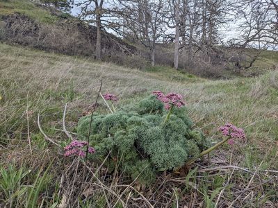Lomatium columbianum, photographed by Dominic Gentilcore