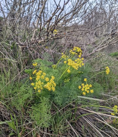 Lomatium klickitatense, photographed by Dominic Gentilcore