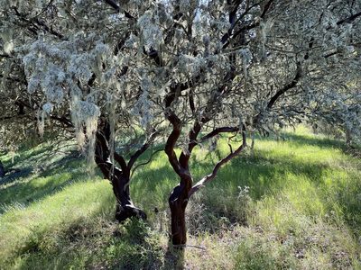 Arctostaphylos montereyensis, photographed by Henrik Kibak