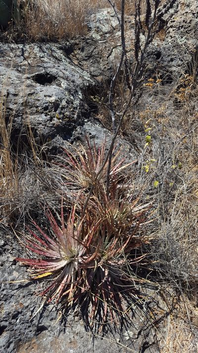 Hechtia pringlei, photographed by Eugenio Padilla