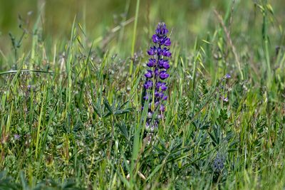 Lupinus succulentus, photographed by Jonathan Eisen