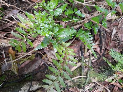 Asplenium lamprophyllum, photographed by Irisa Hudson