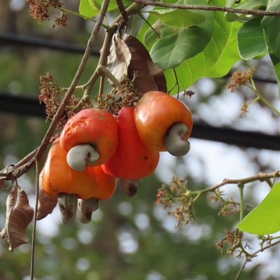 Anacardium occidentale, photographed by Maria Janeiro