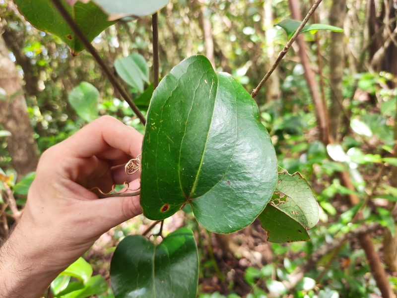 Smilax anceps, photographed by Augustin Soulard