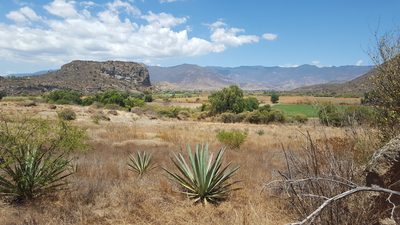 Agave vivipara, photographed by Eugenio Padilla