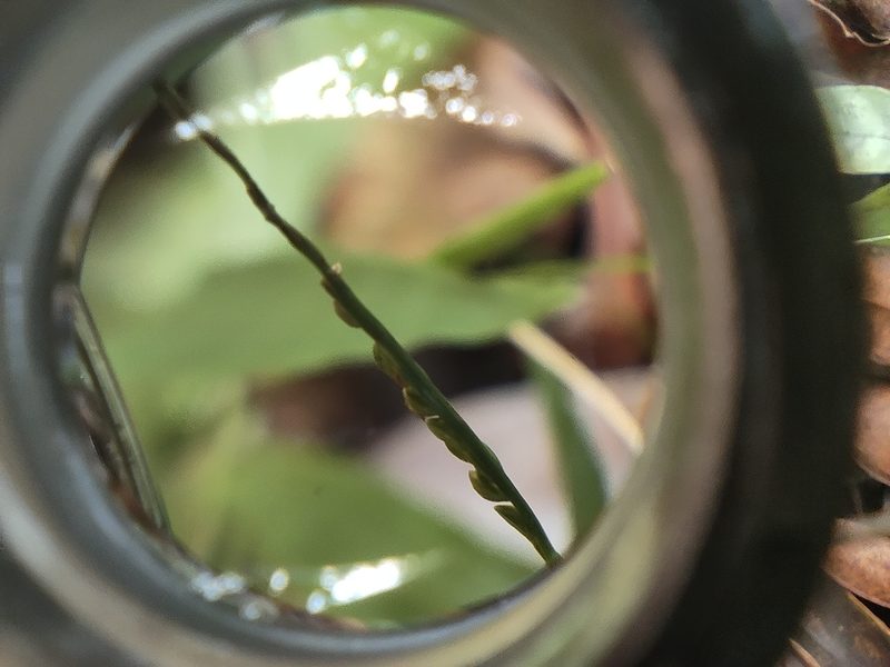 Paspalum nutans, photographed by Augustin Soulard