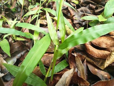 Paspalum nutans, photographed by Augustin Soulard
