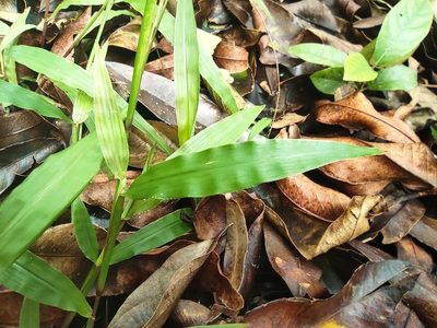 Paspalum nutans, photographed by Augustin Soulard
