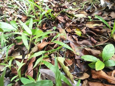 Paspalum nutans, photographed by Augustin Soulard