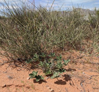 Pediomelum castoreum, photographed by Michelle Cloud-Hughes