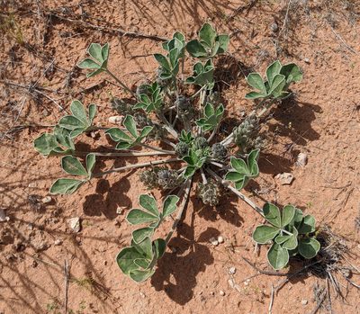 Pediomelum castoreum, photographed by Michelle Cloud-Hughes